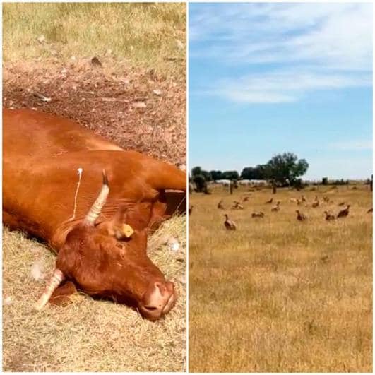 Los buitres matan a una vaca y su ternero en Villaseco y los lobos, a dos ovejas en Larrodrigo
