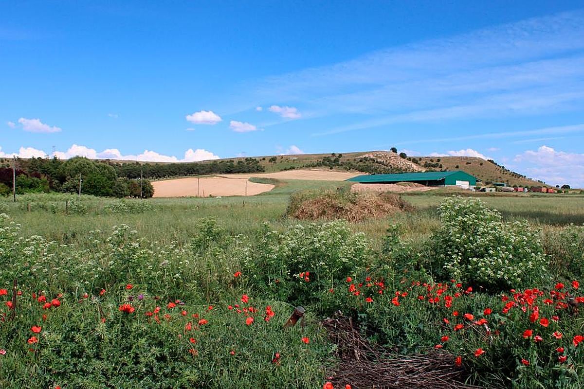 La zona en la que se iniciará la plantación de árboles en Aldeatejada es la parte baja del teso