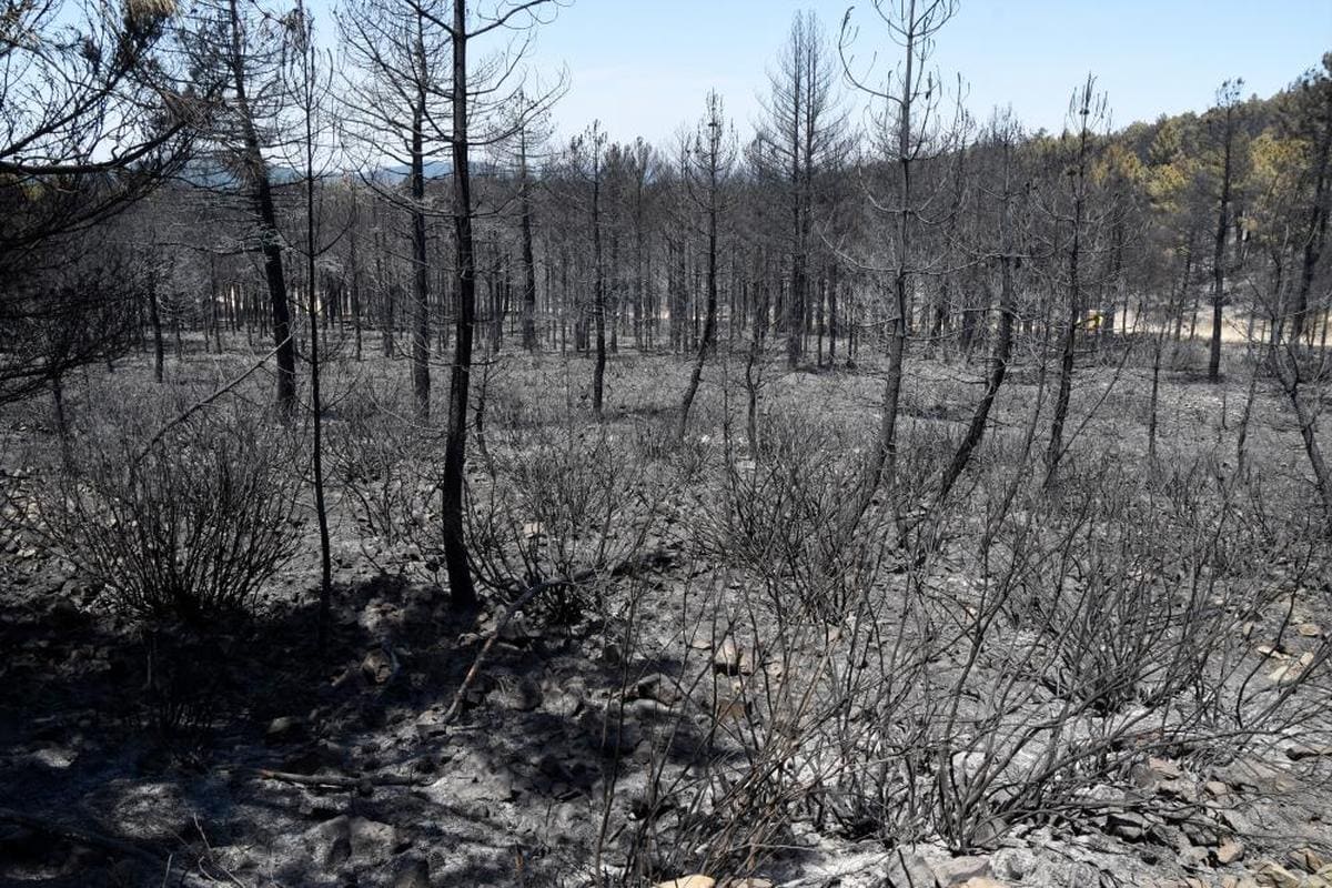 Las llamas calcinaron por completo cerca de 200 hectáreas principalmente de pinos en Serradilla del Arroyo