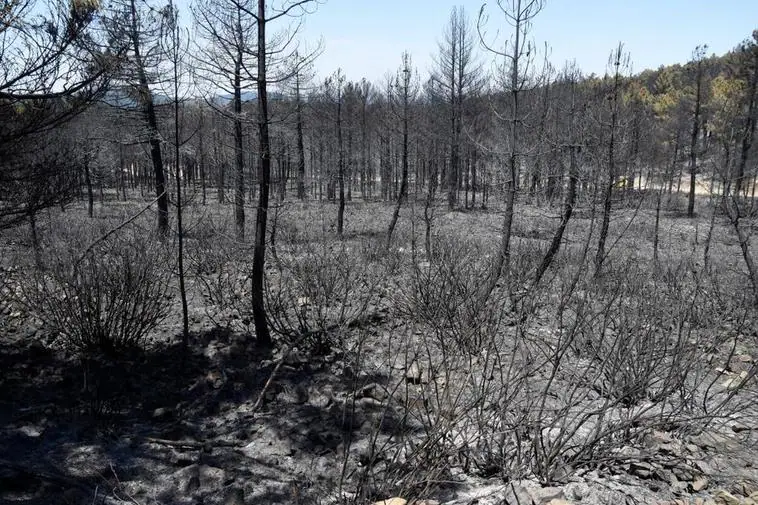 La desorbitada cifra de pérdidas del incendio de Serradilla del Arroyo