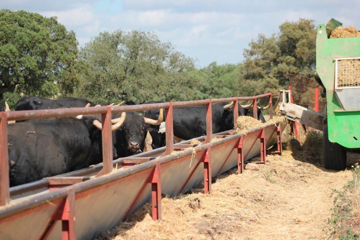 El tractor tira del remolque que lleva el pienso y la paja y recorre los cercados para ir depositando en los comederos el menú.