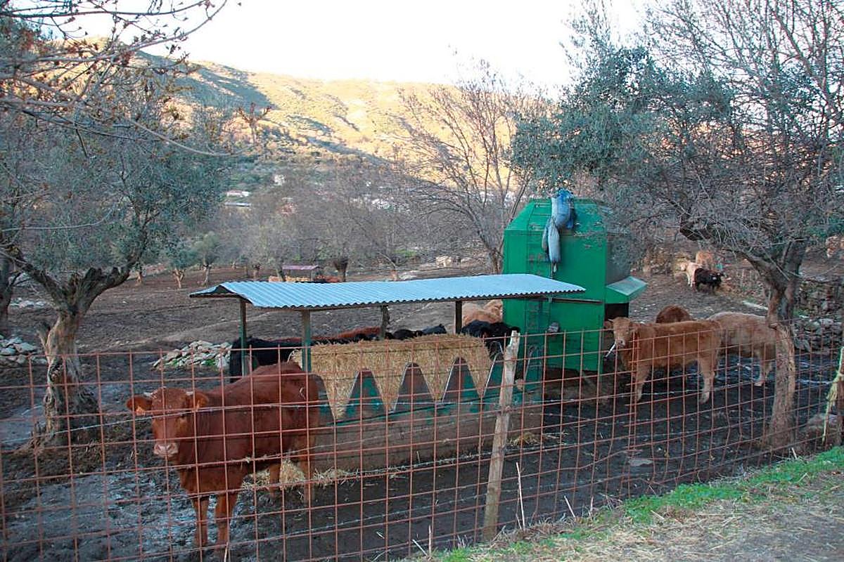 Cebadero de terneros en la localidad salmantina de Valdelamatanza.