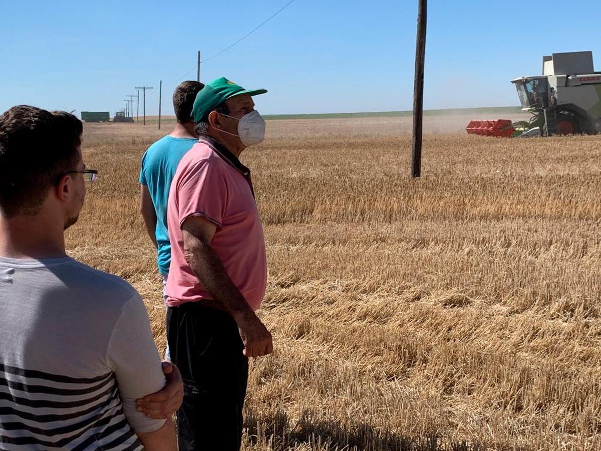 Luis Francisco Gómez, con la gorra verde, observa su parcela durante la cosecha.