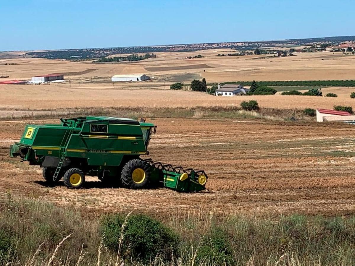 Termina la cosecha de lentejas en Salamanca: menos producción pero buena  calidad | La Gaceta de Salamanca