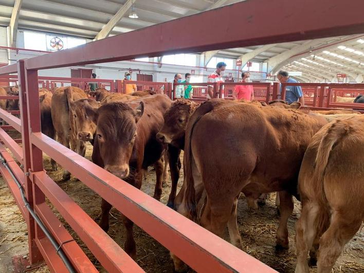 Corral de terneros en el Mercado de Ganados de Salamanca.