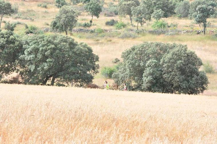 La ruta del Pirulí discurre entre encinas