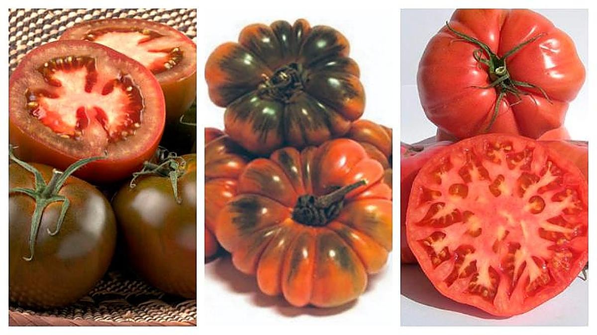 Tomate negro, variedad raf y tomate rosa.