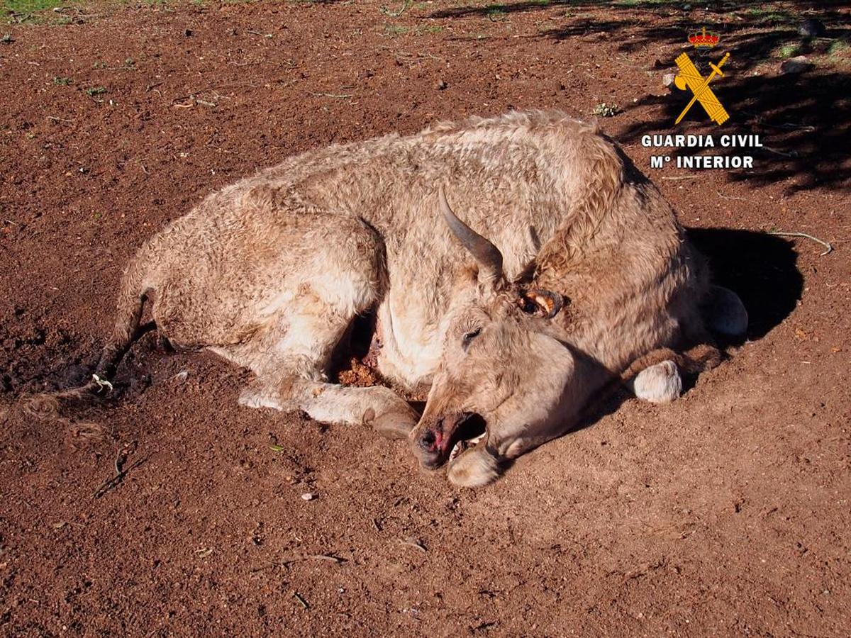 Uno de los animales que fueron encontrados muertos.