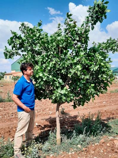 Francisco Martín junto a uno de los árboles de su explotación, que plantó hace 5 años.