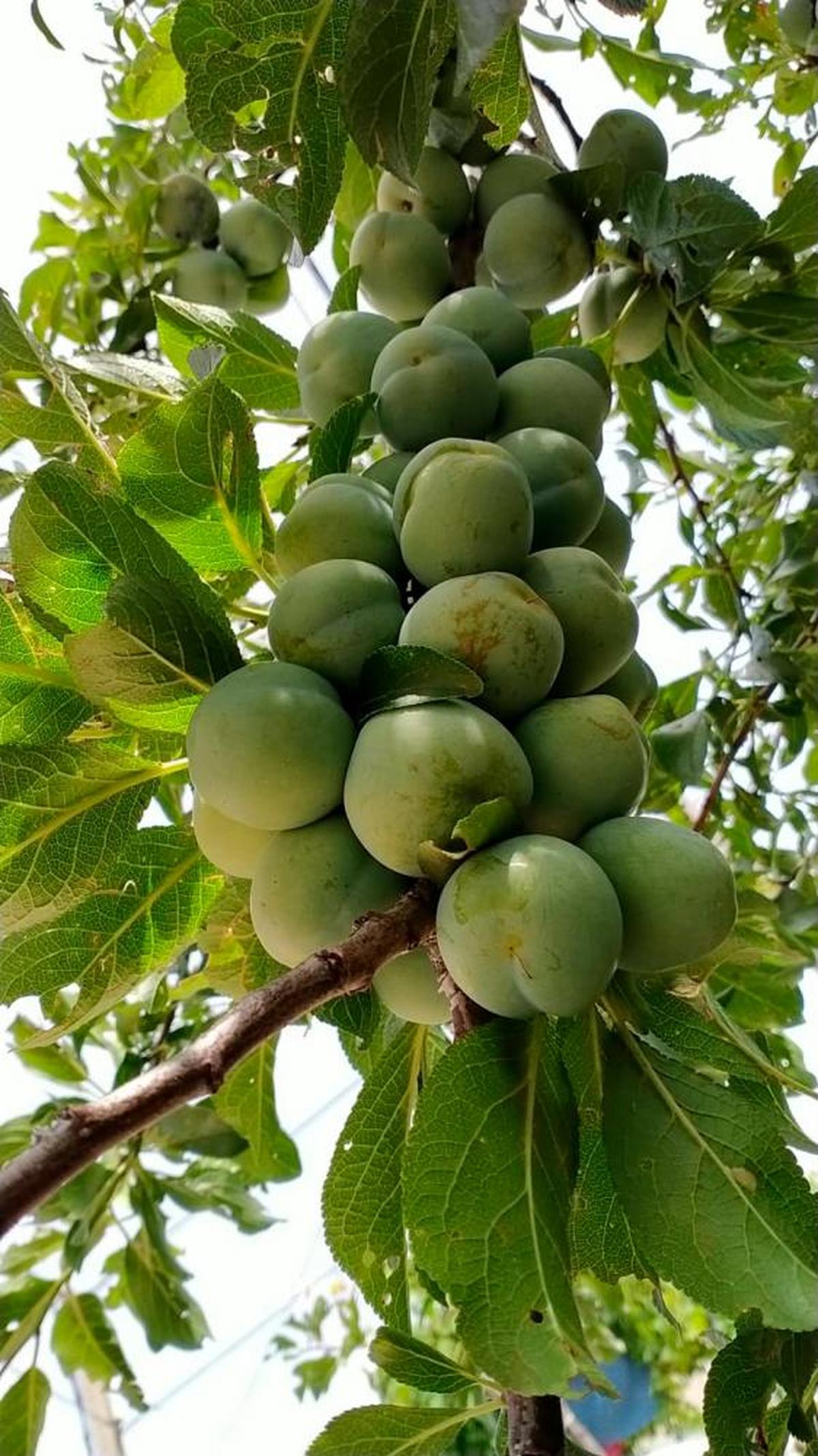 Ciruelas de Pinedas, la mayor productora de esta fruta.