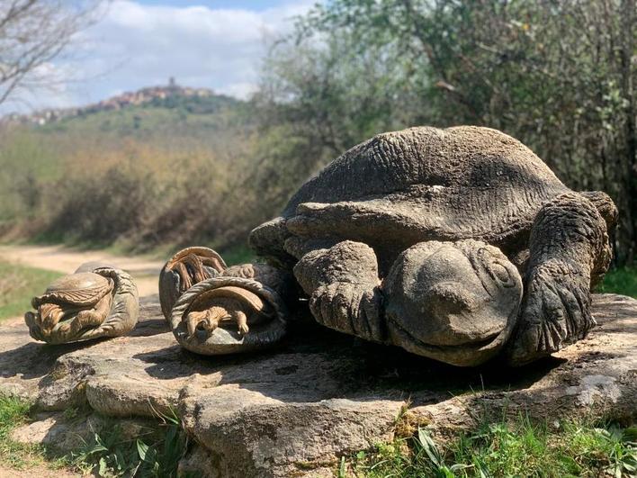 Dónde encontrar las tortugas más grandes de Salamanca