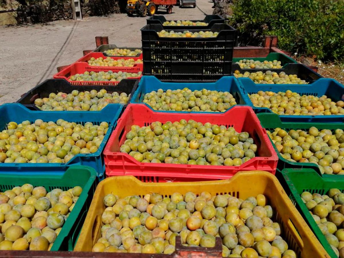 Cajas cargadas de ciruelas de Pinedas.