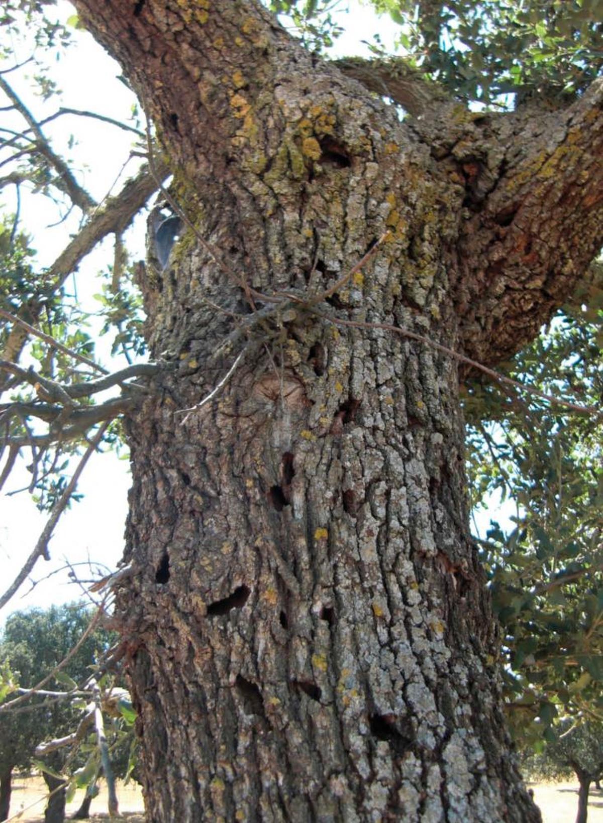 Encina de una dehesa salmantina visiblemente afectada por la plaga del escarabajo cerambyx cerdo.