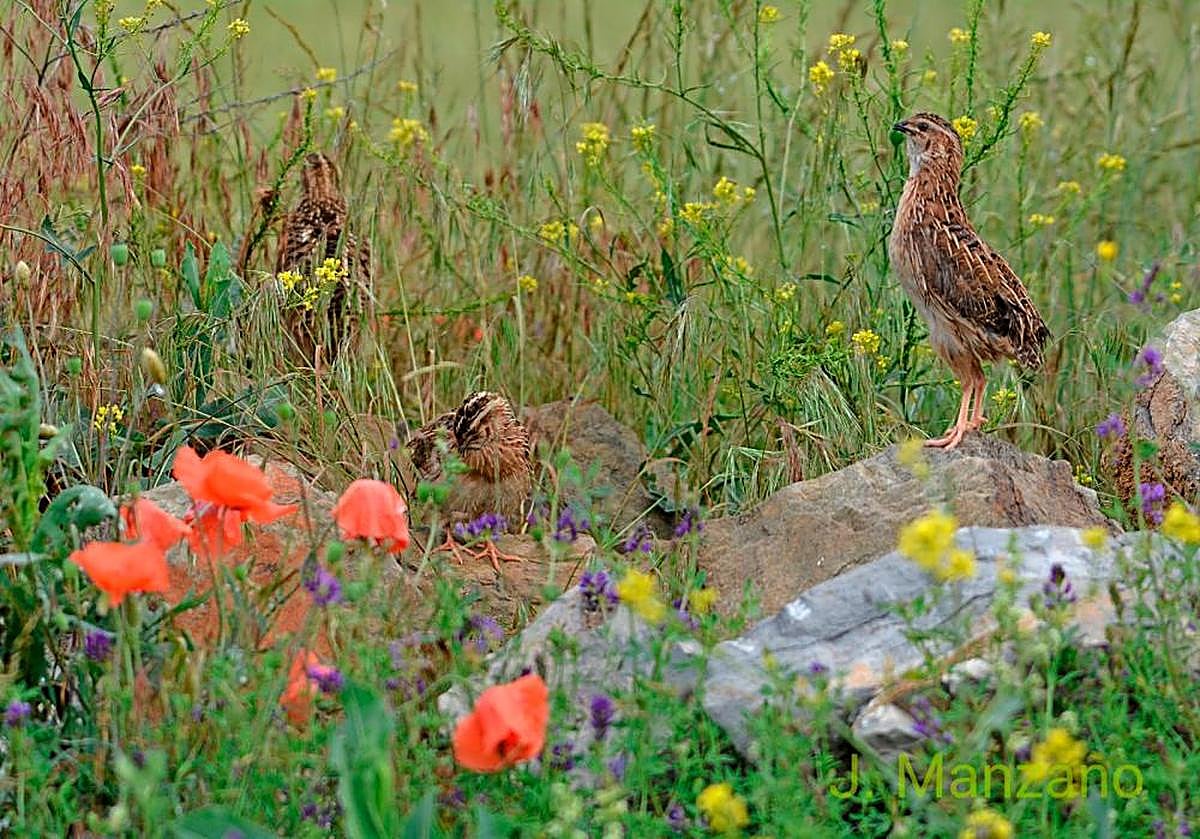 Un grupo de codornices en el espacio natural