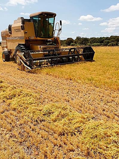 Un agricultor segando un campo de lentejas en la Armuña