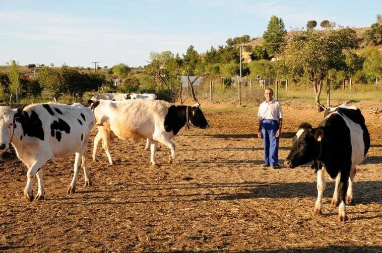 Ganaderos en Valladolid regalarán 1.500 bricks para reclamar un precio digno para la leche