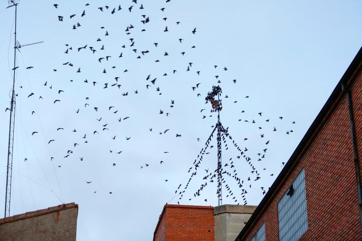 Una bandada de estorninos en una antena en Salamanca.