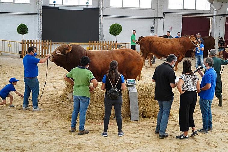 Regresó la tradicional pesada de animales de raza limusín y blonda. El limusín que más pesó fue ‘Mate’ con nada menos que 1.495 kilos.