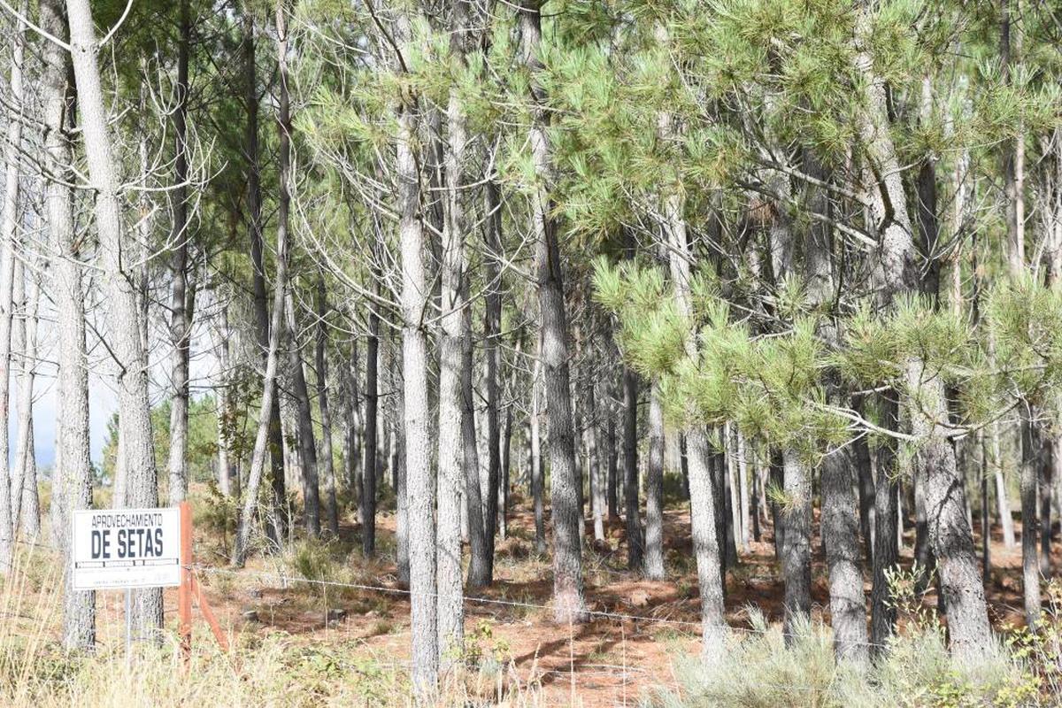 Monte de pinos acotado para el aprovechamiento micológico en el área de El Rebollar