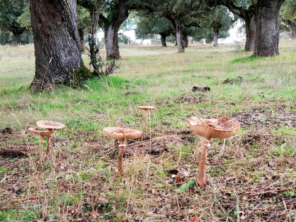 “Parasoles” en un campo adehesado de la comarca mirobrigense