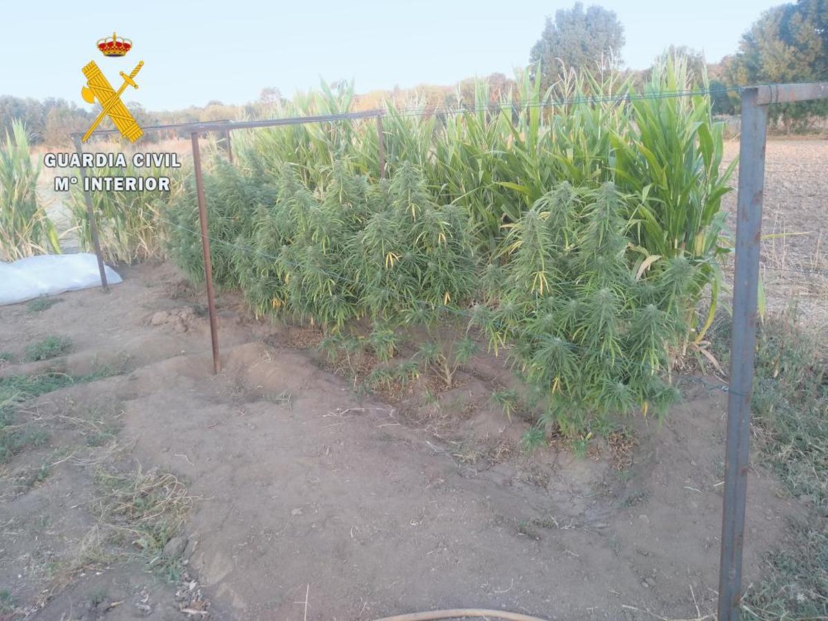 Plantación de marihuana intervenida en otra operación de la Guardia Civil