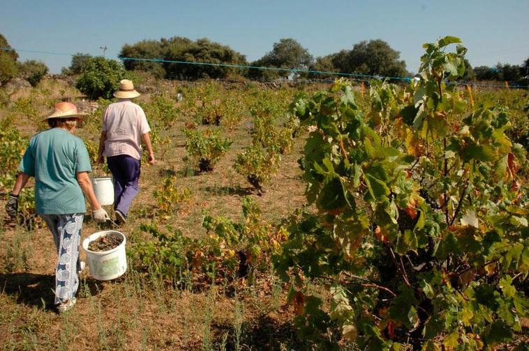 Vendimia en las Arribes del Duero.