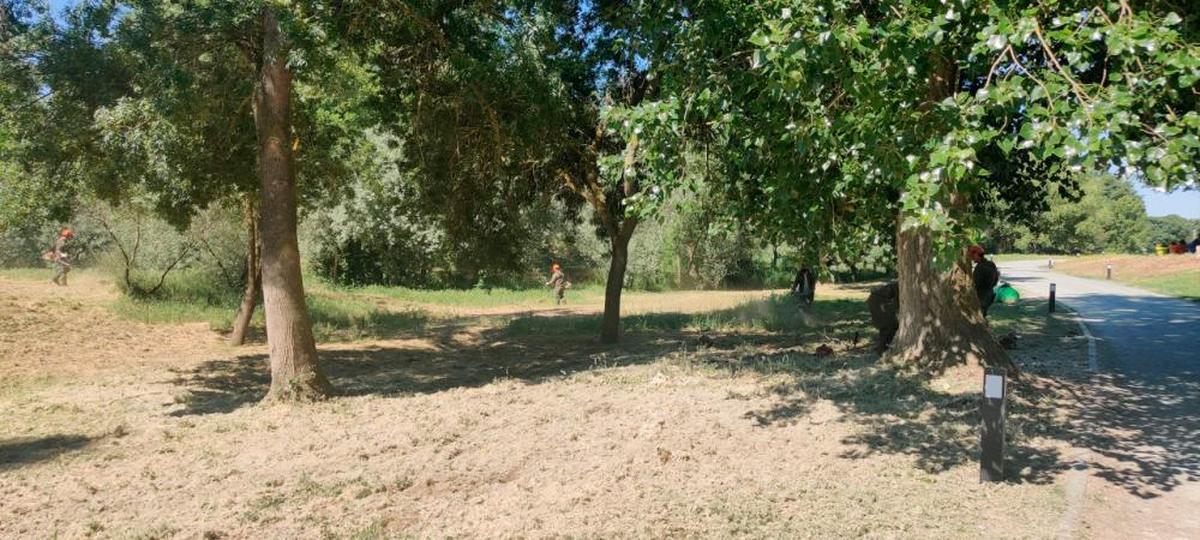 Trabajos de desbroce en la isla del Soto, en Santa Marta de Tormes