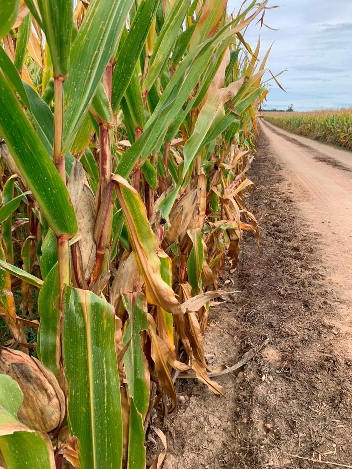 Parcelas de maíz separadas por un camino en la comarca de La Armuña.