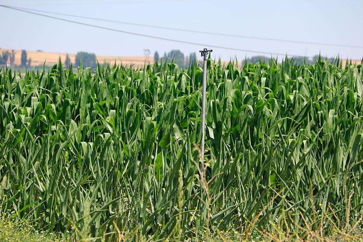 Sembrado de maíz en Peñaranda de Bracamonte