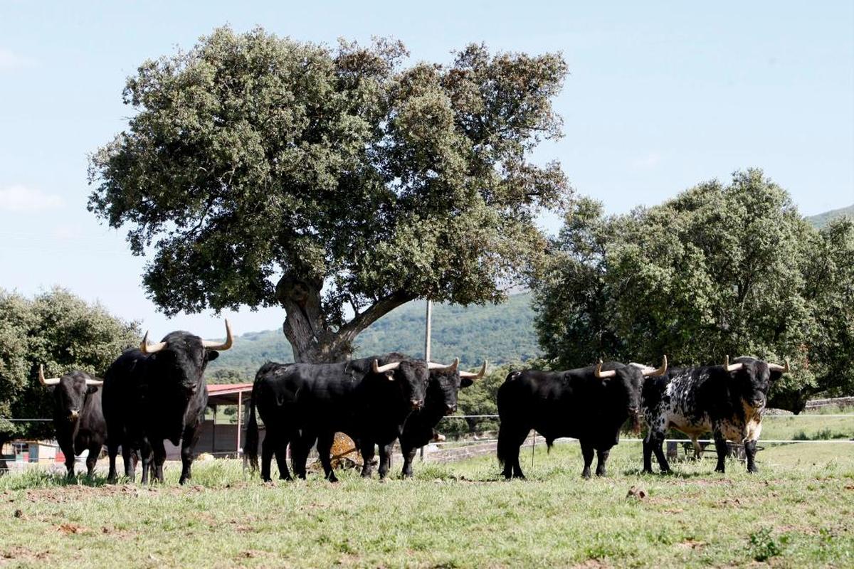 Toros de Puerto de San Lorenzo, en uno de los cercados de la finca de El Puerto de la Calderilla.