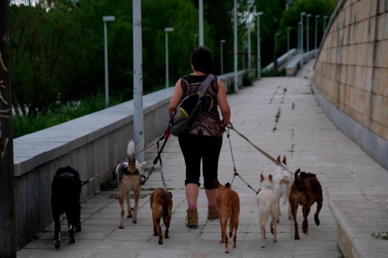 Una mujer camina con siete perros en una vía de Salamanca