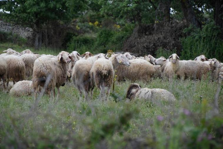 Un rebaño de ovejas en Lumbrales.