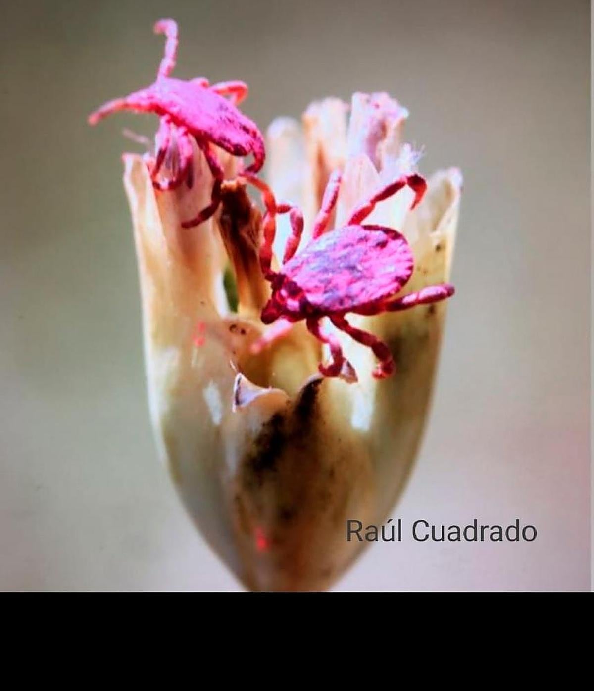 Garrapatas marcadas para el estudio de la fiebre hemorrágica