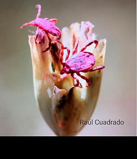 Garrapatas marcadas para el estudio de la fiebre hemorrágica