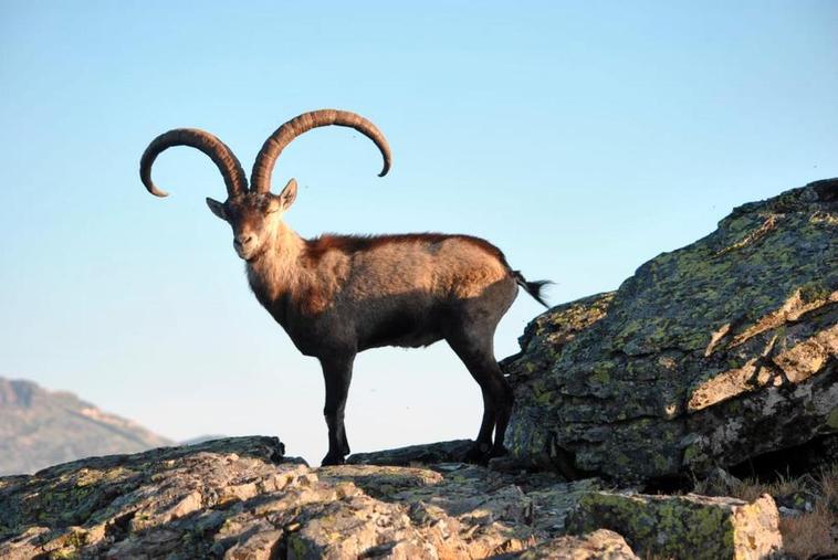 VÍDEO. La espectacular lucha de los machos monteses en su época de celo en la Peña de Francia