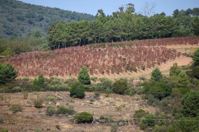 Los productores de Las Arribes recogieron en torno a un millón de kilos de uvas el año pasado.