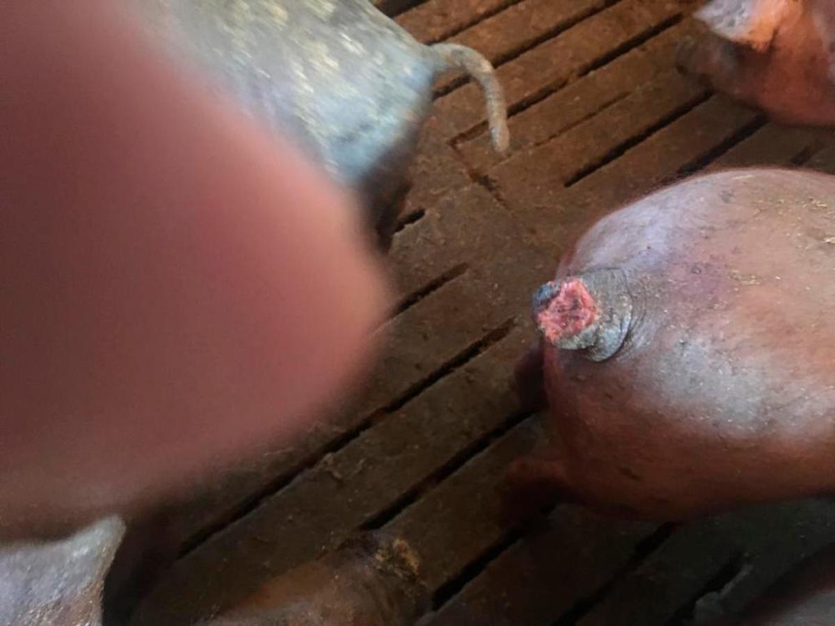 Explotación con un cerdo con la cola mordida por otro