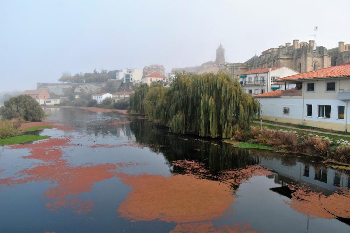 Las algas cubriendo la lámina de agua del Tormes en uno de los remansos que presenta en la localidad de Alba de Tormes.