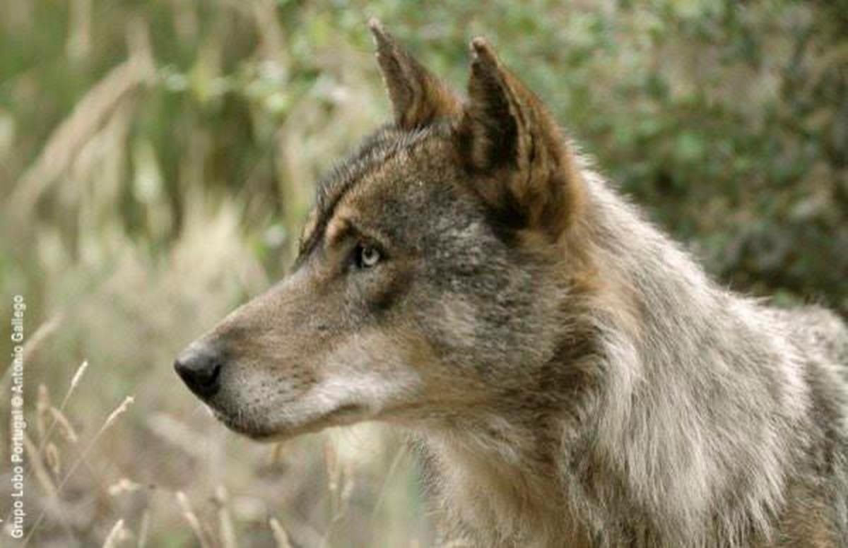 Imagen de un lobo.