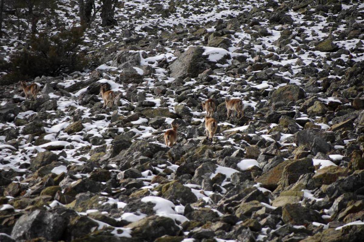 Cabras montés en las estribaciones de la Peña de Francia