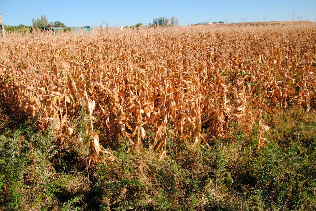 Un cultivo de maíz en la provincia