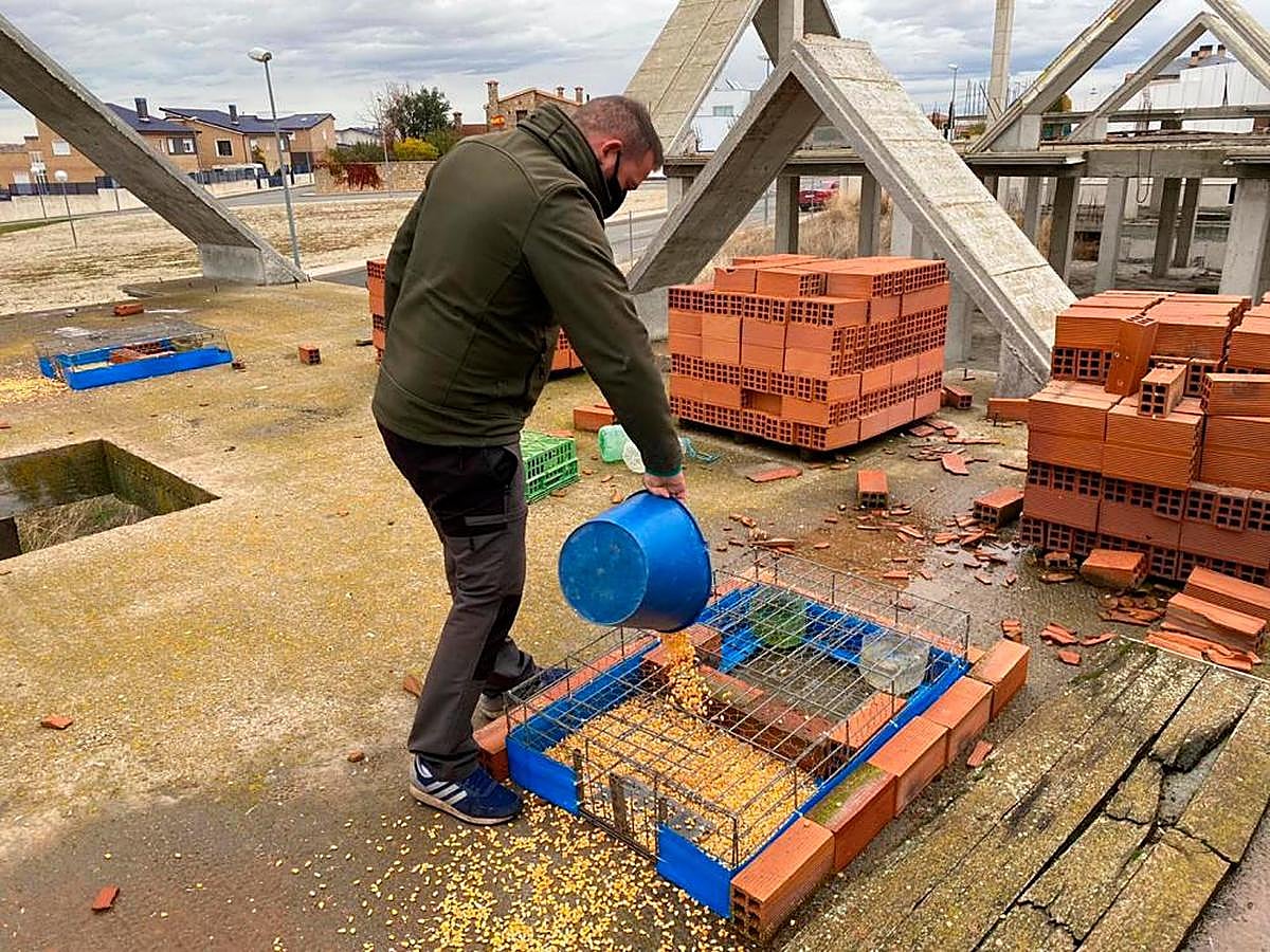 La instalación de una de las jaulas trampa para palomas en Carbajosa.