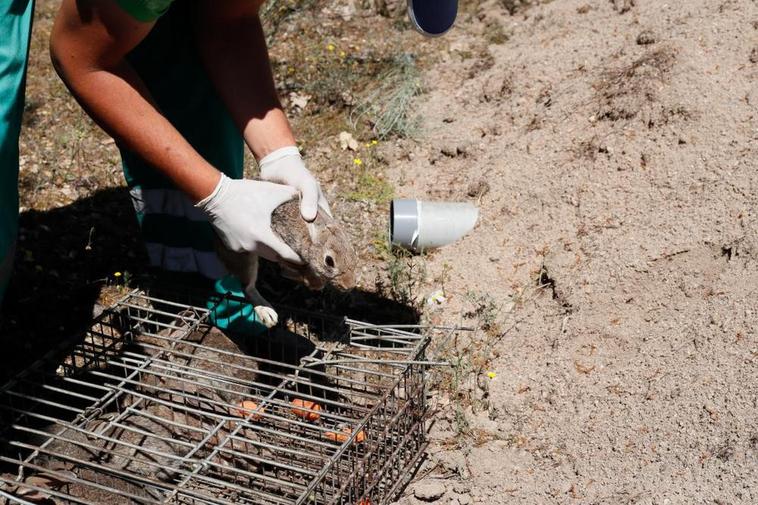 Suelta de conejo común —oryctolagus cuniculus— en el monte