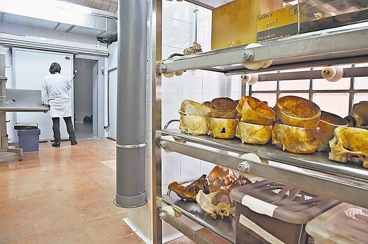 Varios cráneos humanos, convenientemente tratados, se guardan en el depósito hasta que sean utilizados en las prácticas estudiantiles.