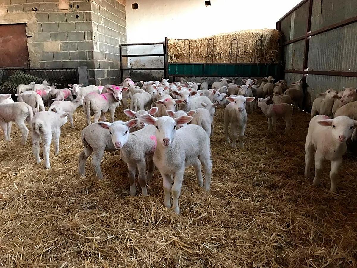 Corderos en una explotación de Águeda.