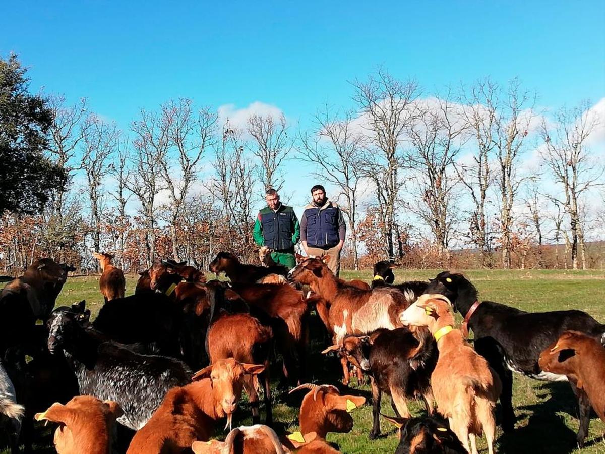 Los hermanos Benjamín y José Gómez, con sus cabras.