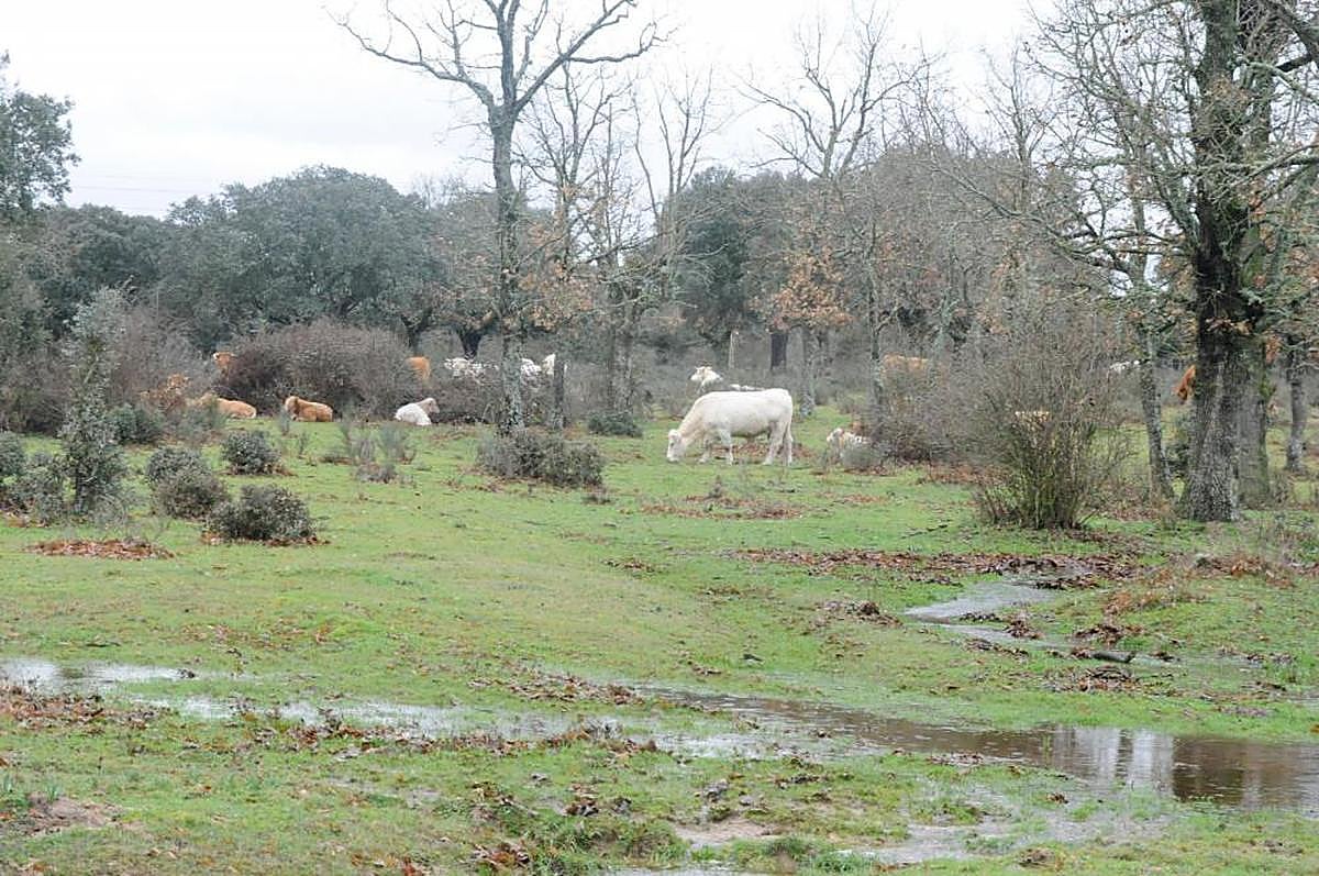 Presentaron el documento falso para cobrar las ayudas de la PAC en perjuicio de la dueña.
