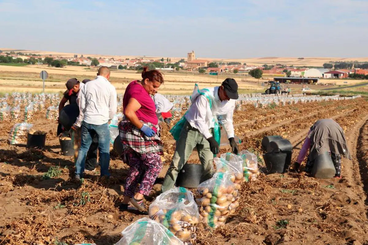 Temporeros durante la pasada campaña de recogida de patatas.