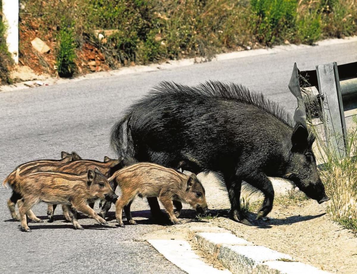 Paso de jabalíes por una carretera.