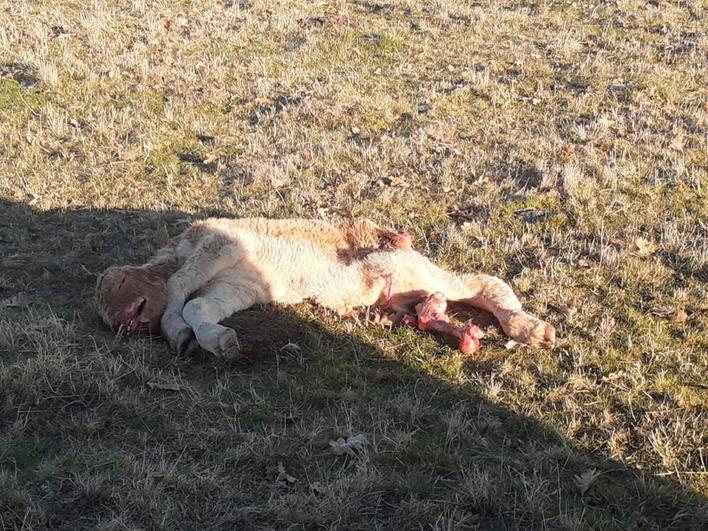 Otro ataque de buitres deja un ternero muerto en una finca de Bañobárez